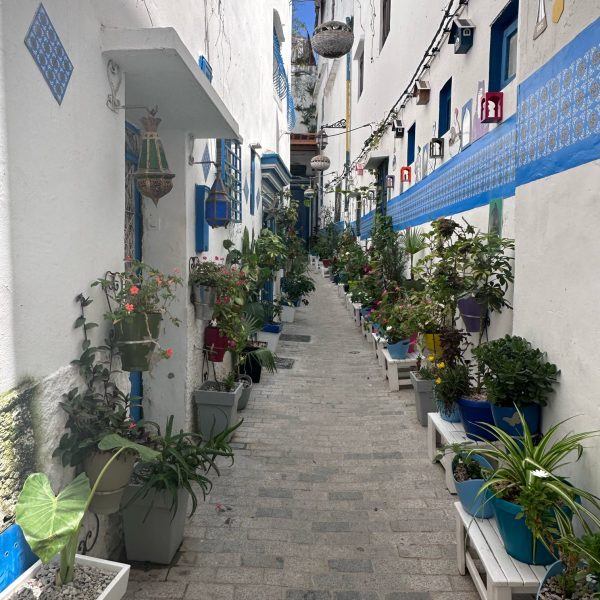 The Medina of the City of Tangier. One of the narrow streets decorated with pot plants on either side, complementing the crisp blue and white of the walls. Morocco Explored