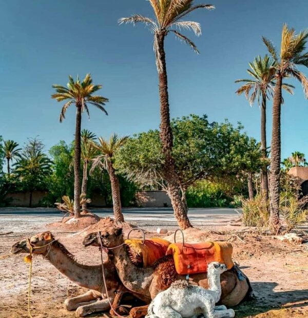 Moroccan Madness 50 IMG 1372