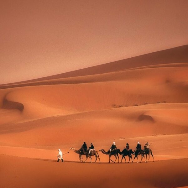 dromadairy in the desert