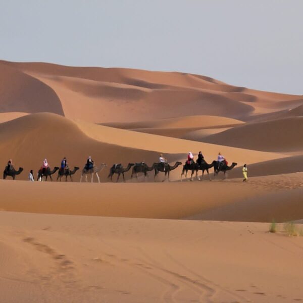 camels on moroccan sahara